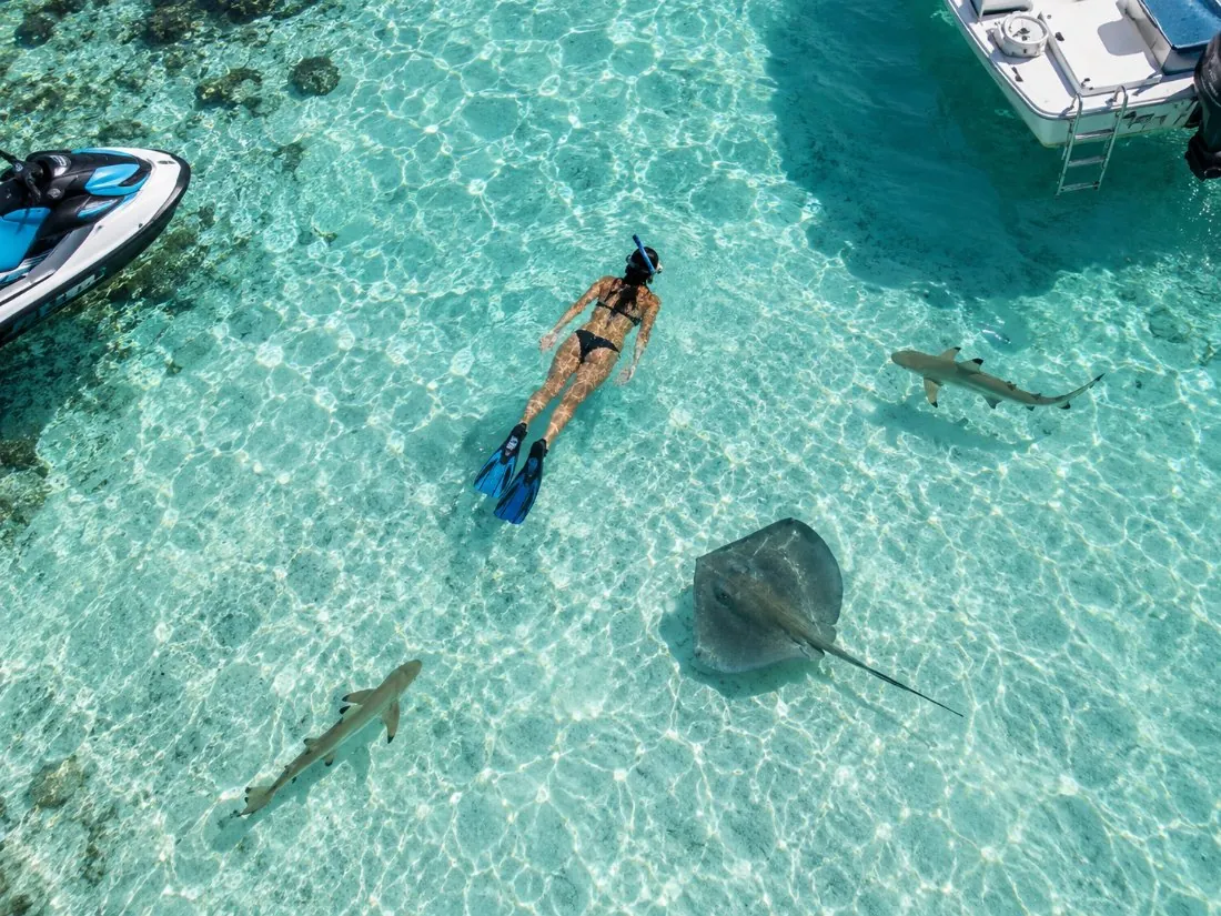 Jet Ski, Lunch & Shark and Ray Snorkel Safari