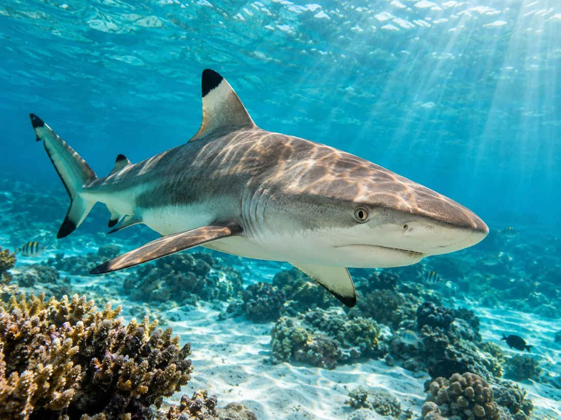 Eco Shark and Snorkeling Safari