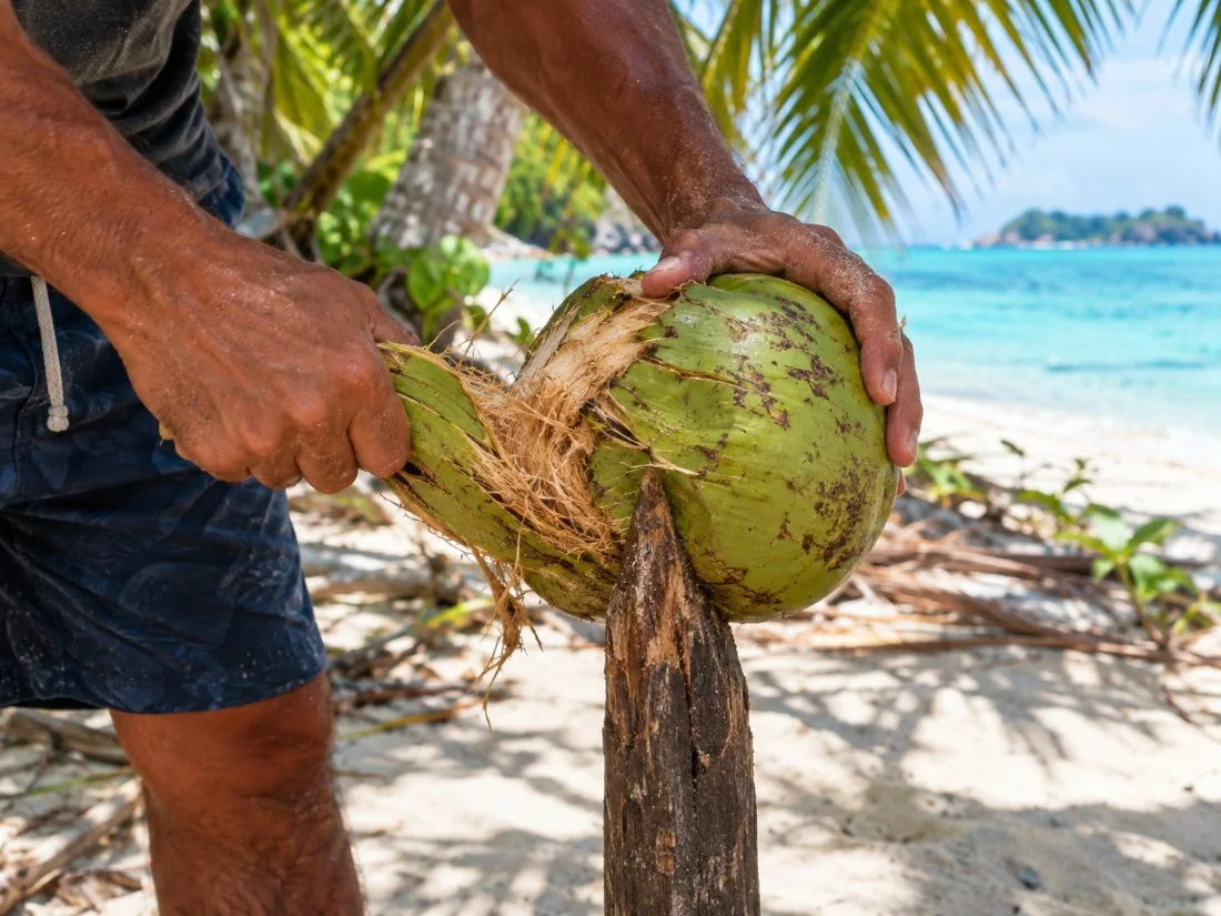 Hands husking a green coconut on a sharpened stick on a motu beach in the shade of palms