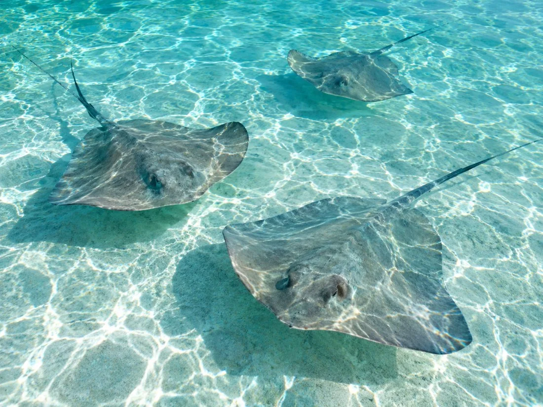 Stingrays gliding over white sand in clear, shallow lagoon water