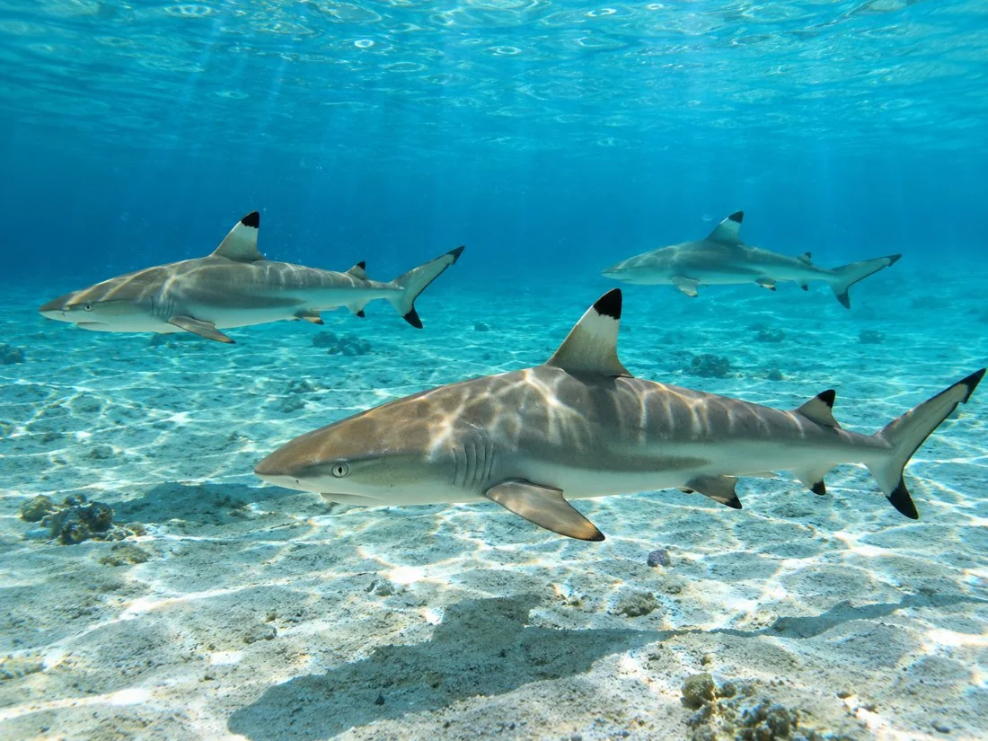 Blacktip reef sharks swimming over a sandy lagoon floor in clear blue water